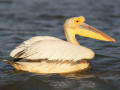 pelik__n_r__zs__s_ebird.jpg